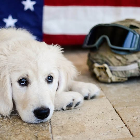 Gold Star Service Dogs